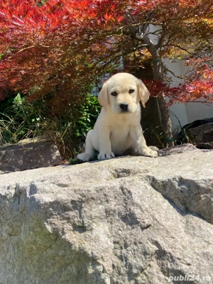 Catei labrador cu pedigree - imagine 4