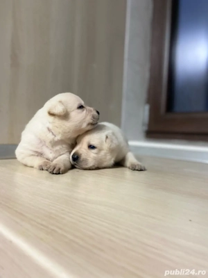 Catei labrador cu pedigree - imagine 5