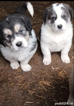 Vând căței asia centrală 