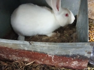 Vând iepuri tineri vârstă 7 luni  - imagine 3