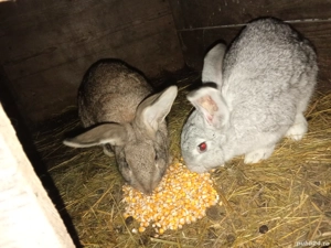 Vând iepuri tineri vârstă 7 luni  - imagine 5