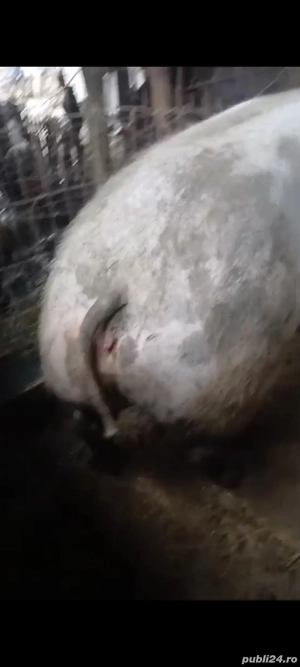 Purcea pietrană 160 Kg preț 12Lei  Kg - imagine 3