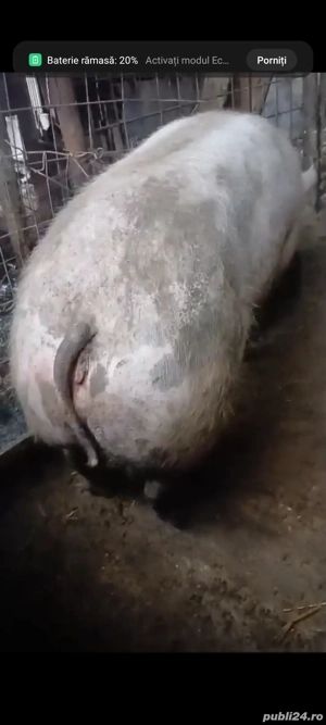 Purcea pietrană 160 Kg preț 12Lei  Kg - imagine 2