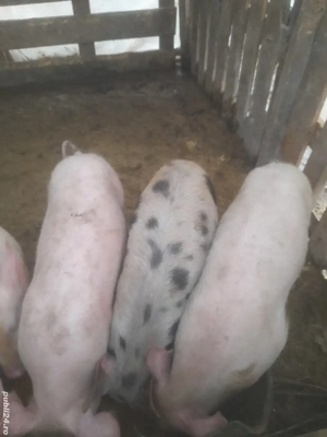 porc.        - imagine 2