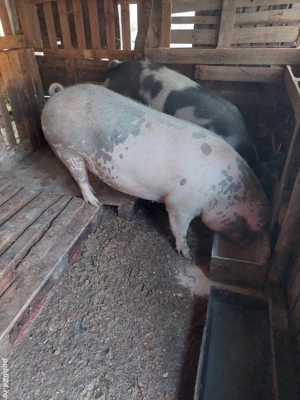 porci de casă 