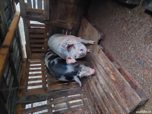 porci de casă  - imagine 2