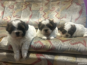 Shitzu puiuți  - imagine 2