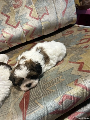 Shitzu puiuți  - imagine 4