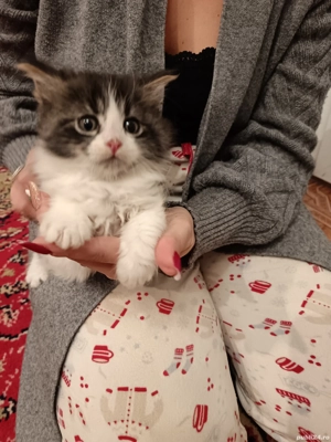 Pisicuti de Maine Coon  - imagine 2