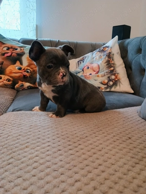 Pui de bulldog francez rasă pură fetiță.