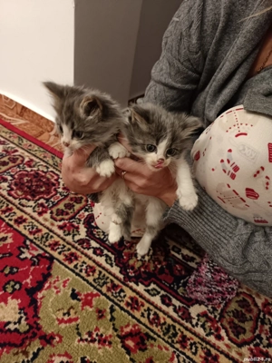 Pisicuti de Maine Coon  - imagine 4