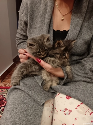 Pisicuti de Maine Coon  - imagine 3