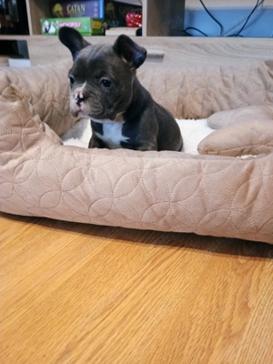 Pui de bulldog francez rasă pură fetiță. - imagine 5