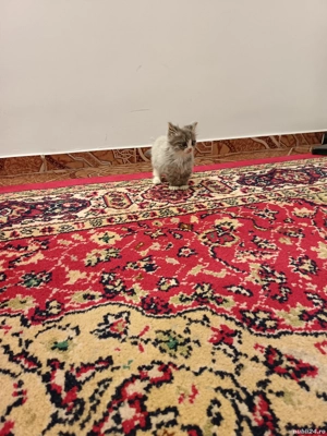 Pisicuti de Maine Coon  - imagine 5