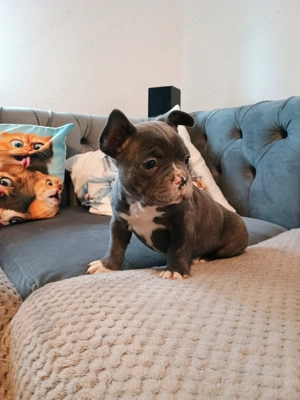 Pui de bulldog francez rasă pură fetiță. - imagine 7