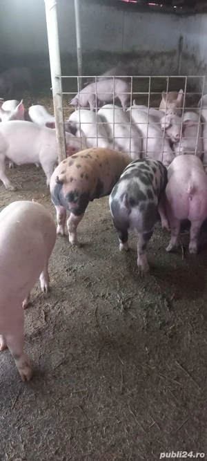 Grăsuni 45kg la 55kg - imagine 2