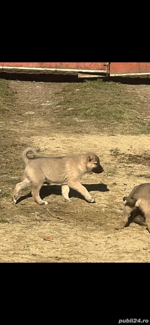 Catei de Kangal  - imagine 4