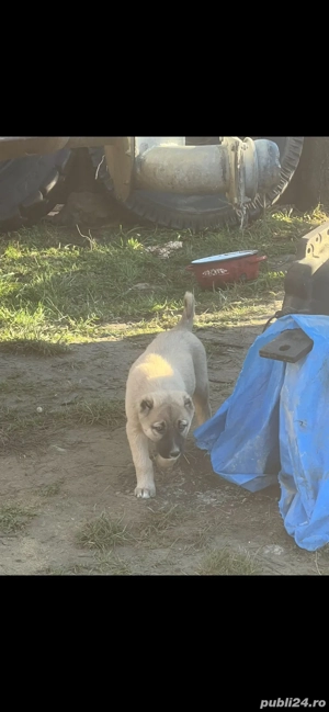 Catei de Kangal  - imagine 2