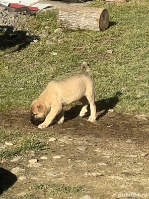 Catei de Kangal  - imagine 3
