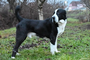 Ciobănesc de asia centrala  - imagine 3