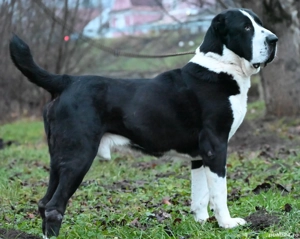 Ciobănesc de asia centrala  - imagine 2