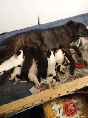 catelusi de rasa metisa  - imagine 2