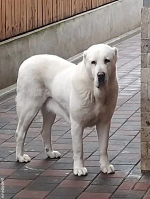 Femela Asia centrala, alabai