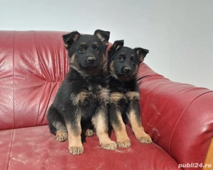 Pui Ciobanesc German Superbi  - imagine 2