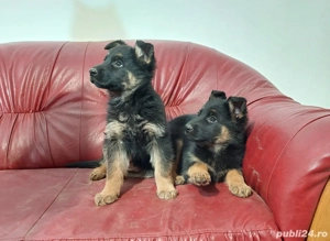 Pui Ciobanesc German Superbi  - imagine 3