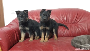 Pui Ciobanesc German Superbi 