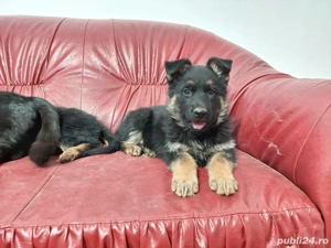 Pui Ciobanesc German Superbi  - imagine 4
