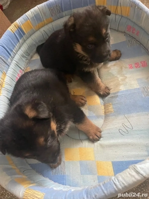 vand pui ciobanesc german - imagine 3