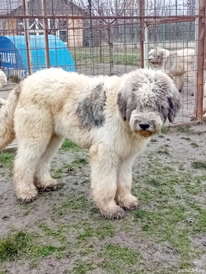 Ciobănesc mioritic  - imagine 2