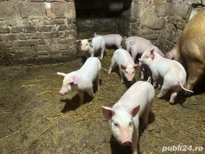 vand purcei - imagine 4