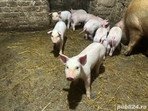 vand purcei - imagine 2