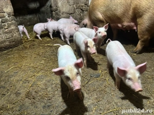 vand purcei - imagine 3