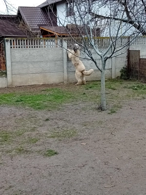 Ciobănesc mioritic  - imagine 4