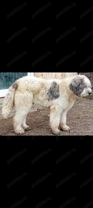 Ciobănesc mioritic  - imagine 5