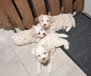 Bichon 8 saptamani - imagine 4