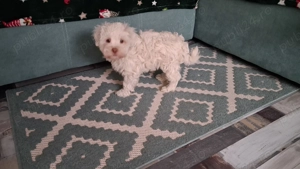 Bichon 8 saptamani - imagine 2