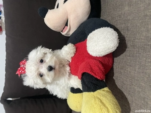 Bichon maltez pui - imagine 3