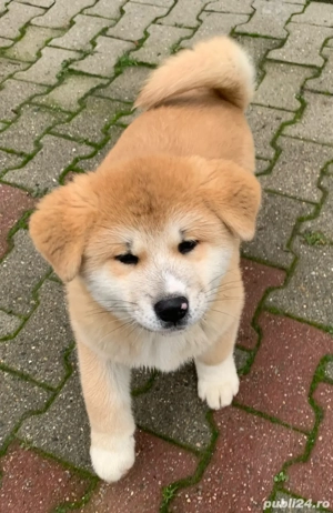 De vanzare pui Akita Inu, catelusi de vanzare - imagine 4