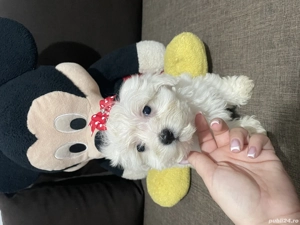 Bichon maltez pui - imagine 2