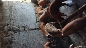 Vând porci - soldani...duroc+pietrean - imagine 2