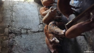 Vând porci - soldani...duroc+pietrean - imagine 3