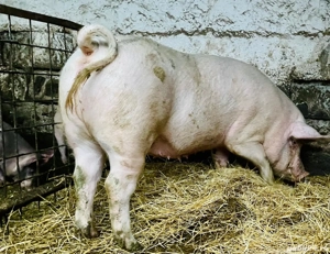 Femela rasa marele alb - imagine 3