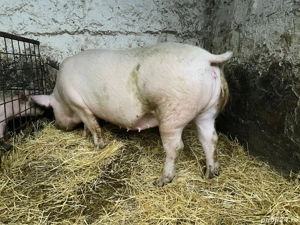 Femela rasa marele alb - imagine 2