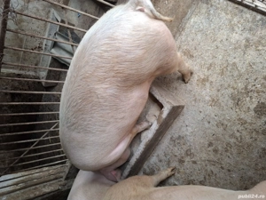 vînd porci - imagine 3