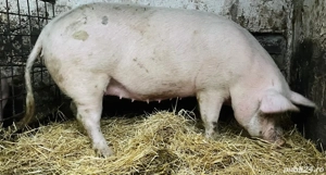 Femela rasa marele alb