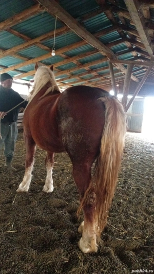 iapă de vânzare  - imagine 4